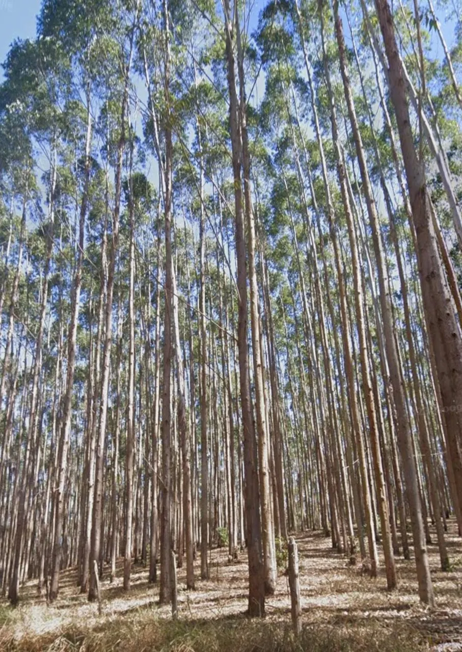 Fazenda à venda de 760 ha em Natividade, RJ, Brasil