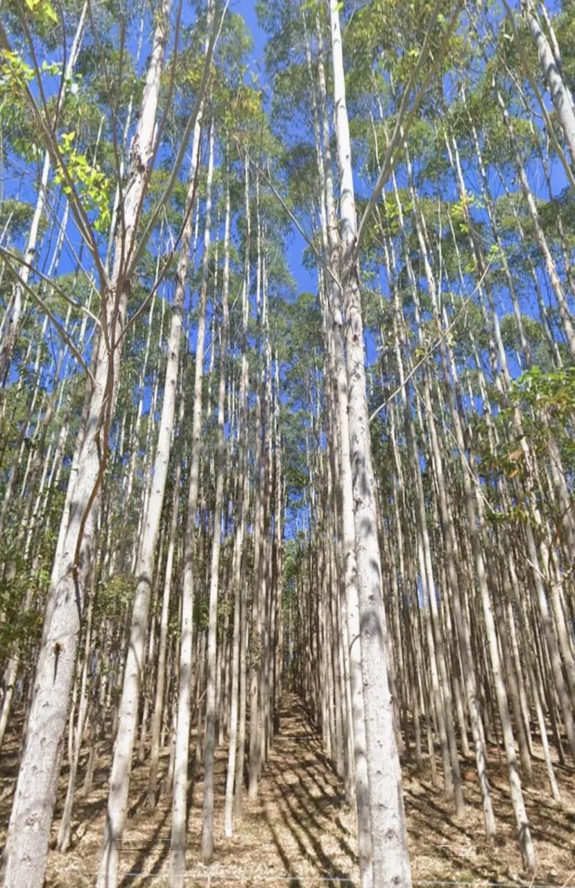 Fazenda à venda de 760 ha em Natividade, RJ, Brasil