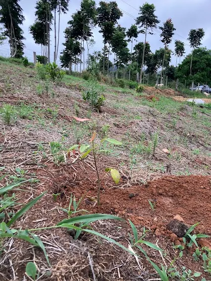 Small farm for sale of 5 acres in Natividade da Serra, SP, Brazil