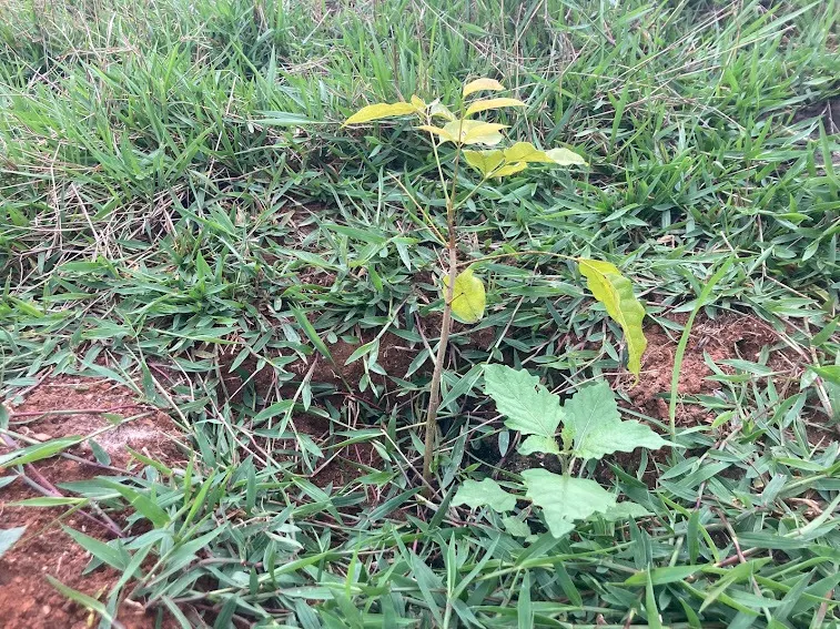 Small farm for sale of 5 acres in Natividade da Serra, SP, Brazil