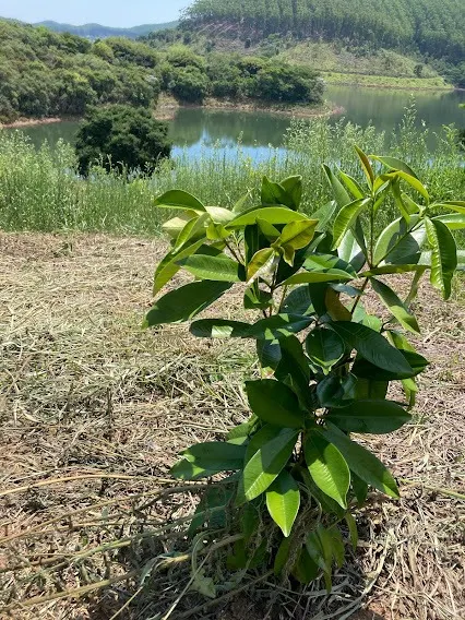 Small farm for sale of 5 acres in Natividade da Serra, SP, Brazil