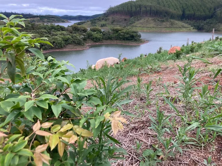 Small farm for sale of 5 acres in Natividade da Serra, SP, Brazil