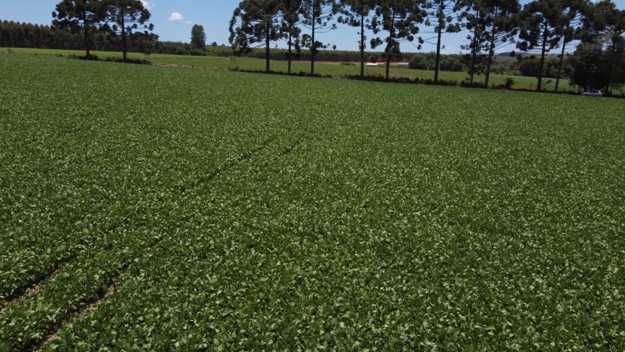 Fazenda à venda de 41 ha em Itapetininga, SP, Brasil