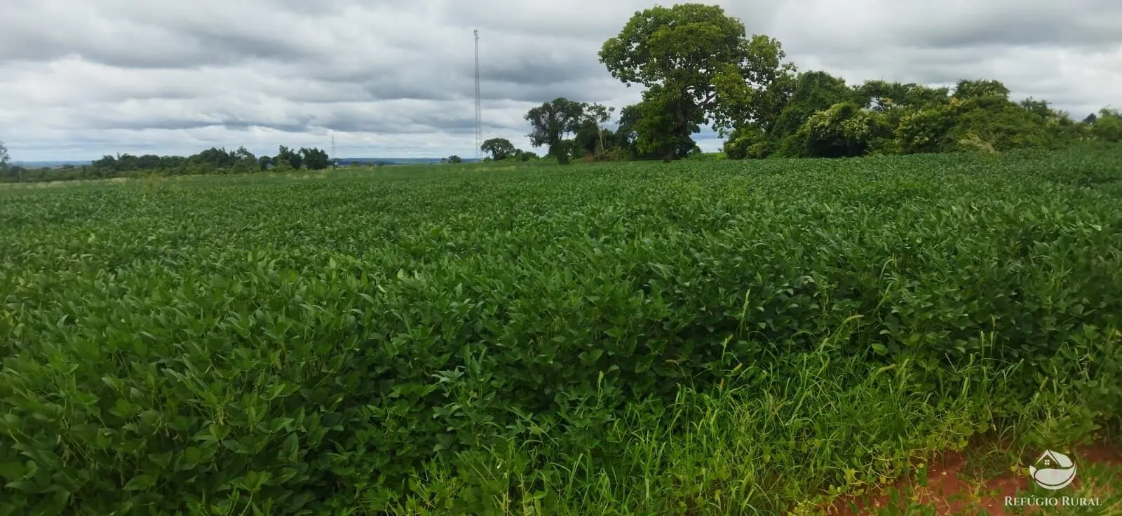 Sítio à venda de 24 ha em Frutal, MG, Brasil
