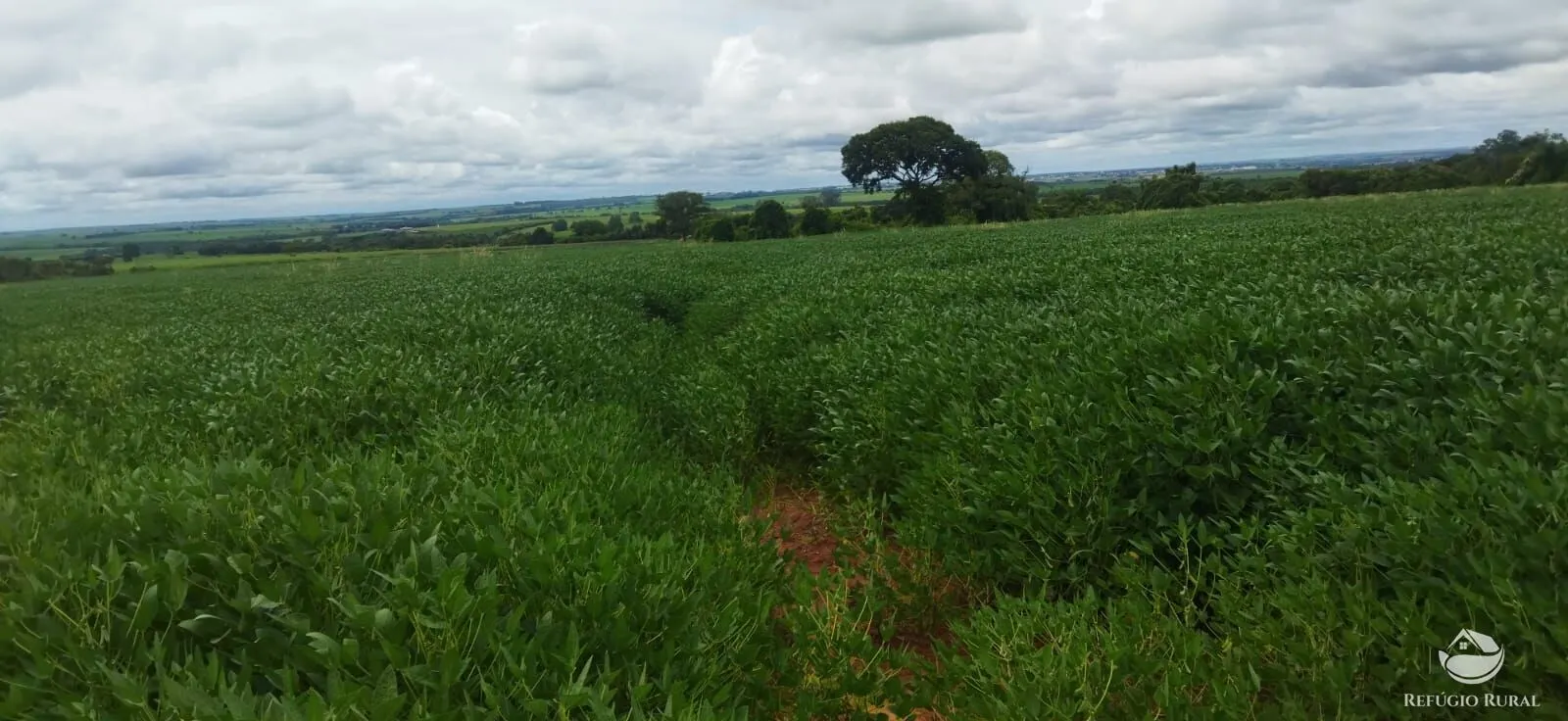Small farm for sale of 59 acres in Frutal, MG, Brazil