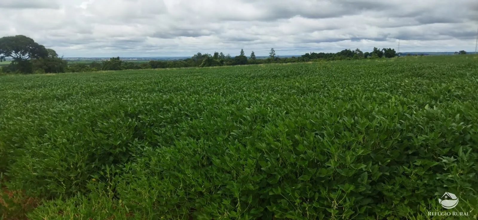 Small farm for sale of 59 acres in Frutal, MG, Brazil
