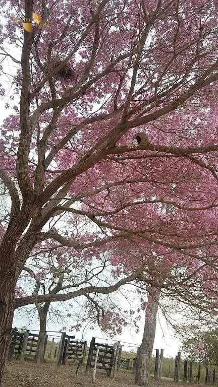 Fazenda à venda de 400 ha em Poconé, MT, Brasil