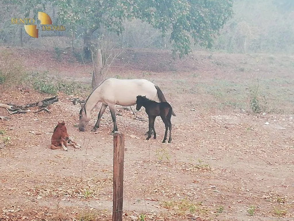 Fazenda à venda de 400 ha em Poconé, MT, Brasil