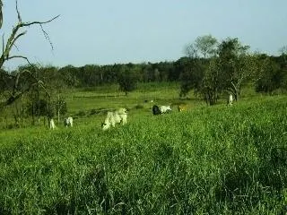 Fazenda à venda de 429 ha em Bauru, SP, Brasil