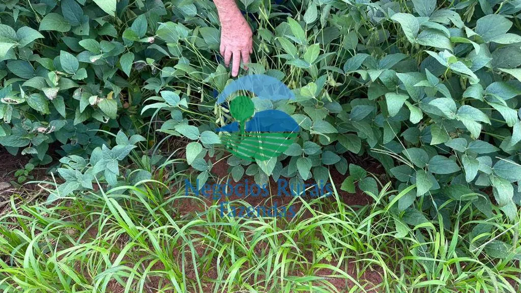 Farm for sale of 2,044 acres in Gurupi, TO, Brazil