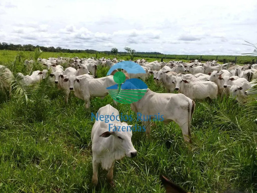 Farm for sale of 2,044 acres in Gurupi, TO, Brazil