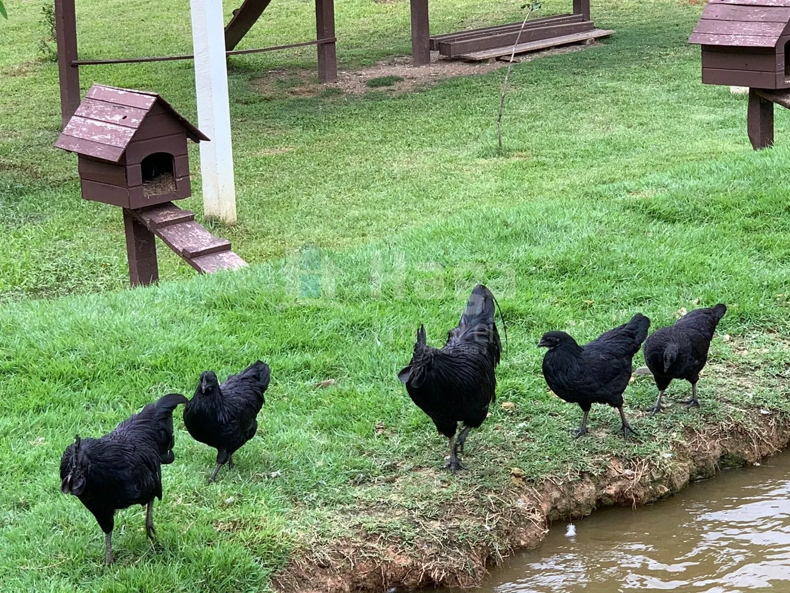 Chácara à venda de 2 ha em Major Gercino, SC, Brasil