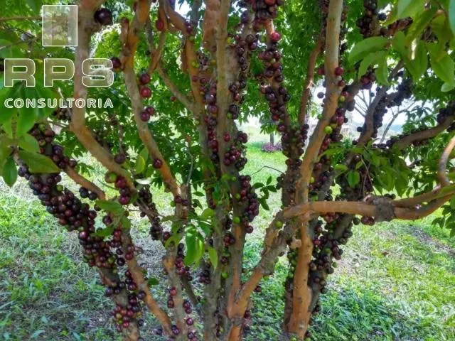 Country home for sale of 6 acres in Atibaia, SP, Brazil