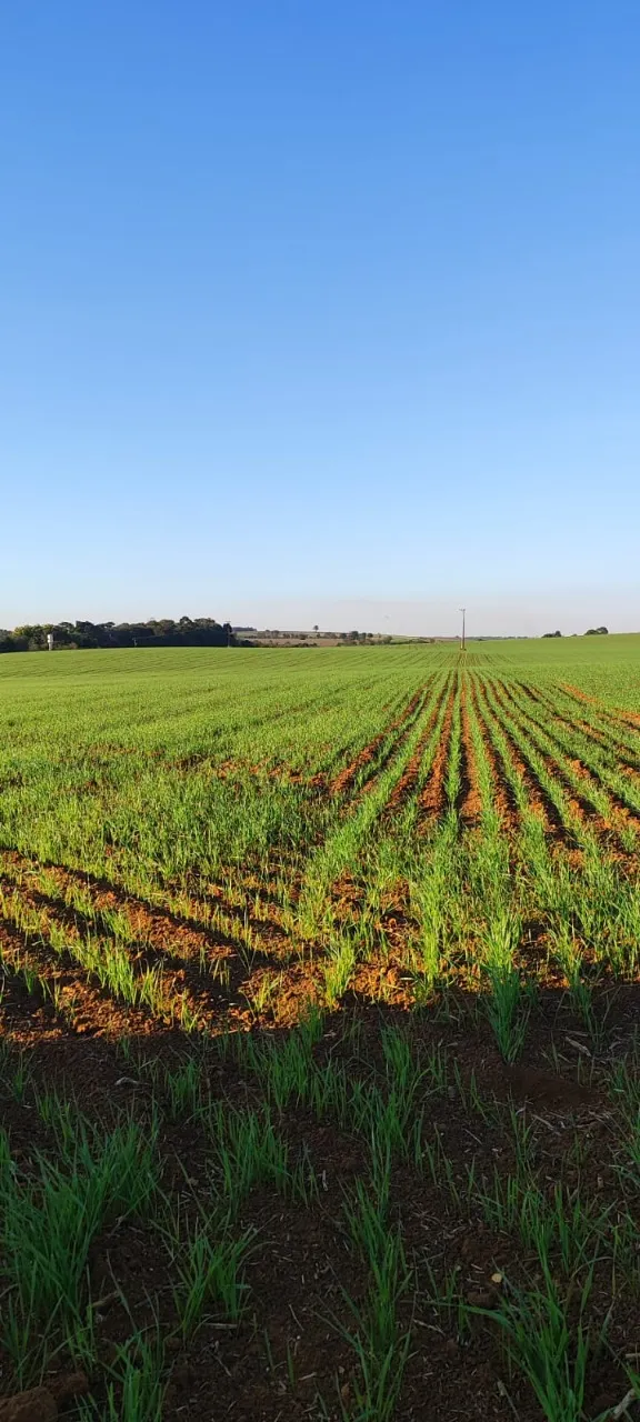 Fazenda à venda de 90 ha em Quadra, SP, Brasil