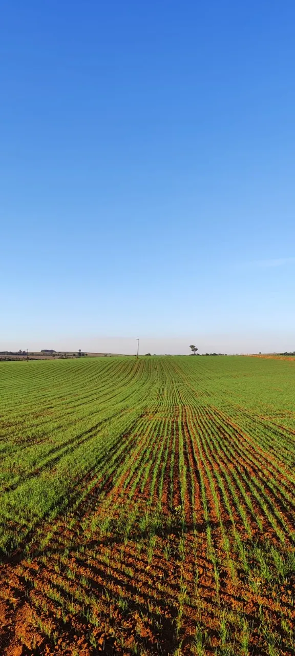 Fazenda à venda de 90 ha em Quadra, SP, Brasil