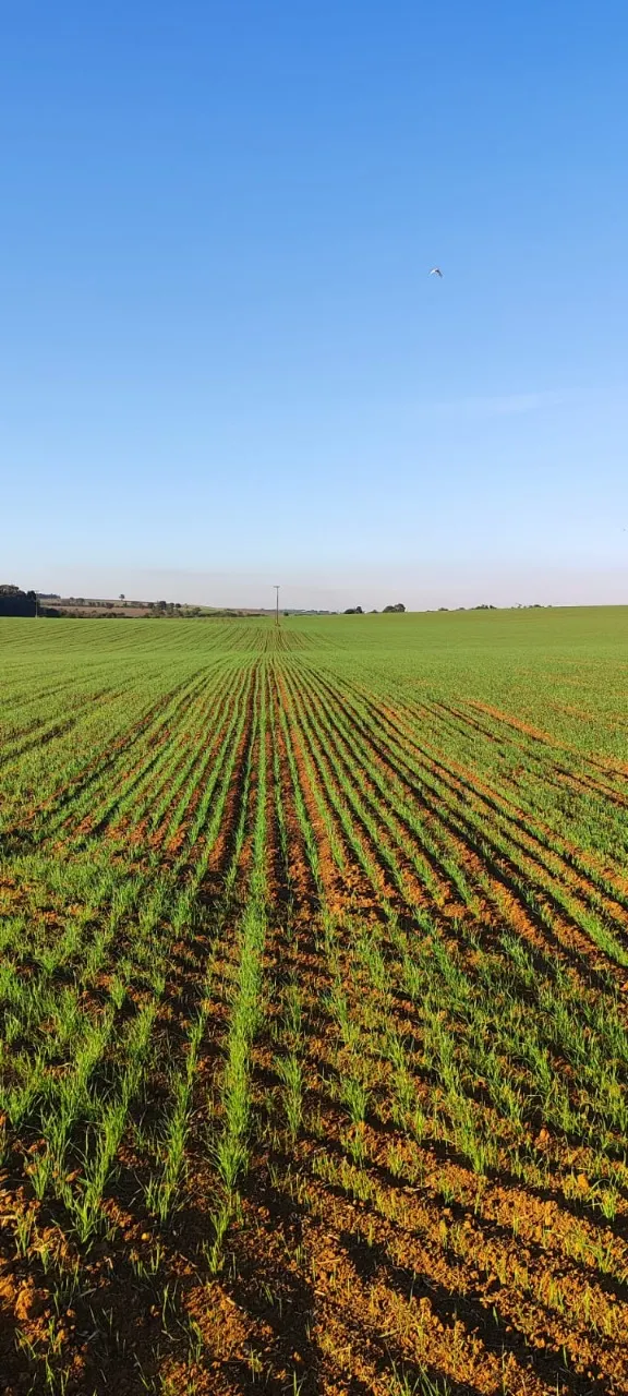 Fazenda à venda de 90 ha em Quadra, SP, Brasil