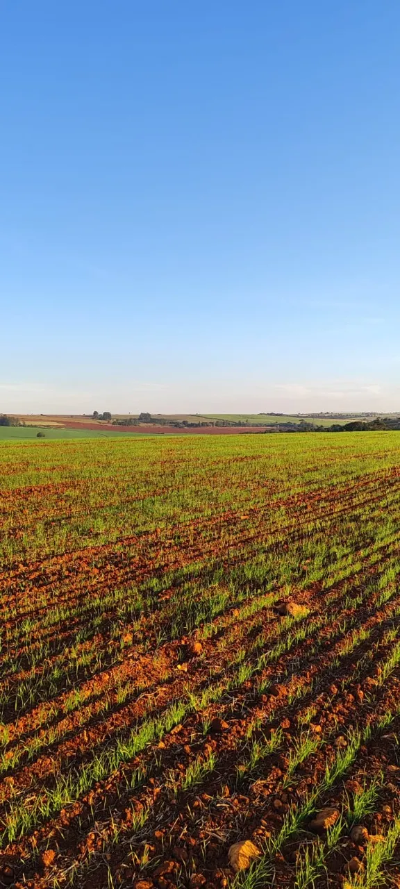 Fazenda à venda de 90 ha em Quadra, SP, Brasil
