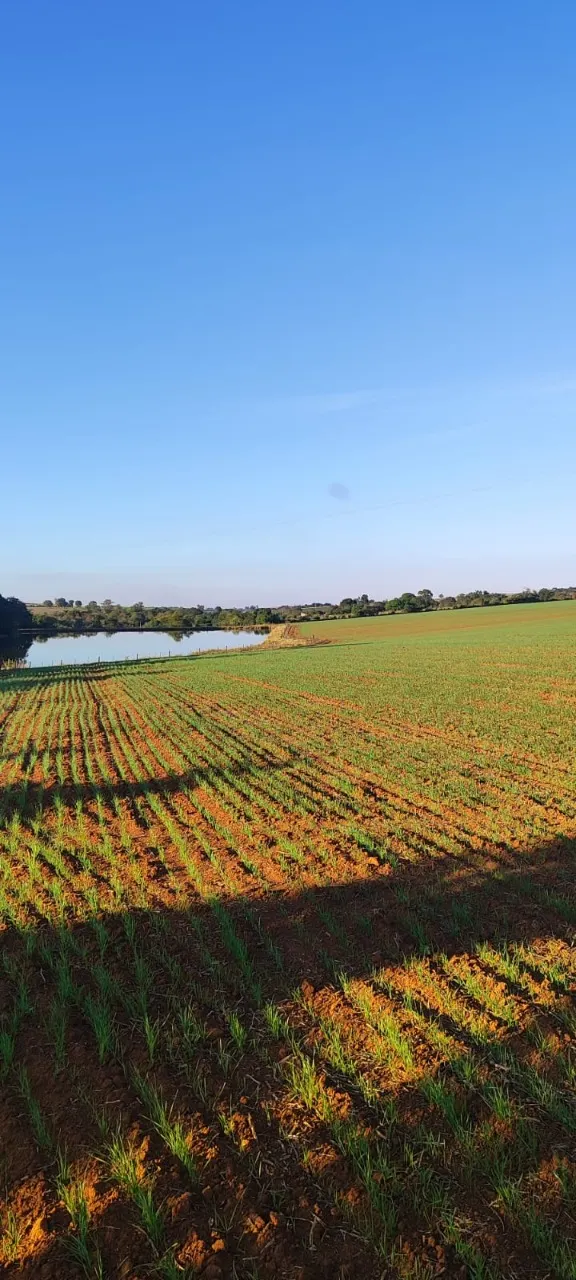 Fazenda à venda de 90 ha em Quadra, SP, Brasil