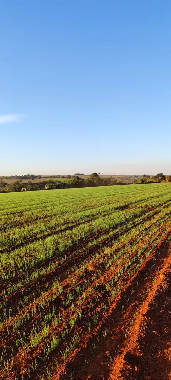 Fazenda à venda de 90 ha em Quadra, SP, Brasil