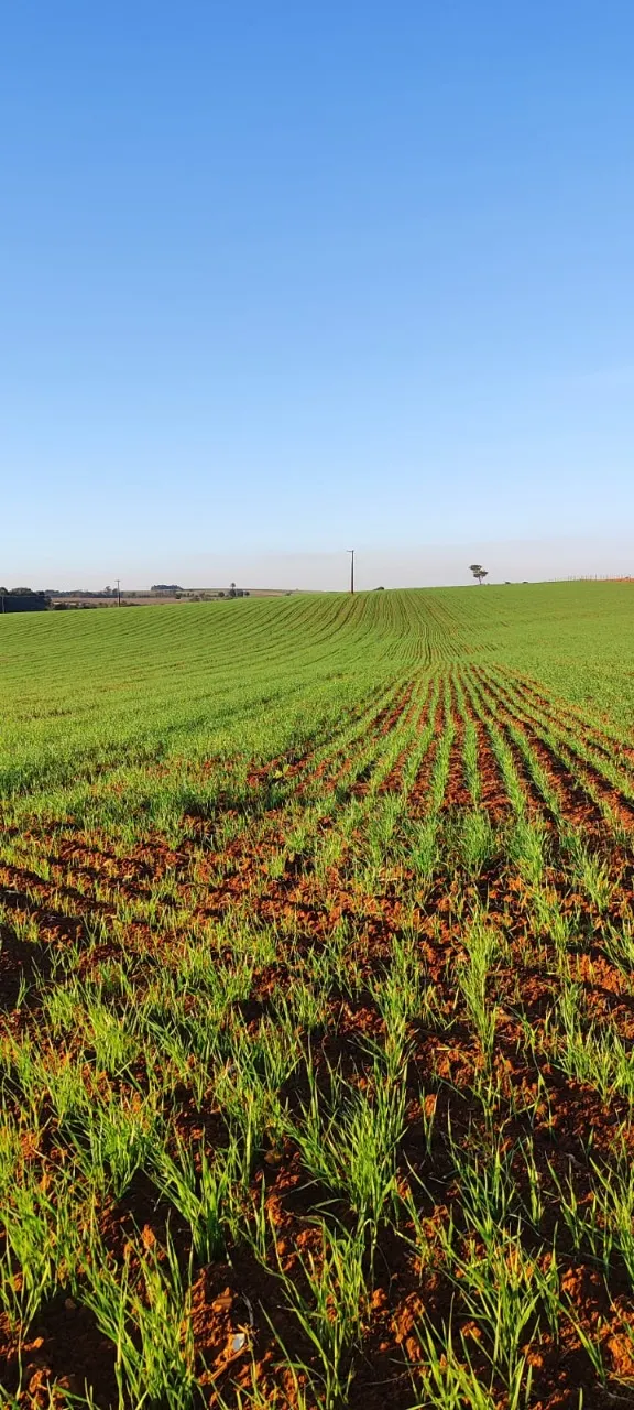 Fazenda à venda de 90 ha em Quadra, SP, Brasil