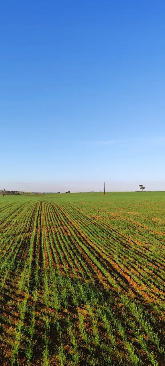 Fazenda à venda de 90 ha em Quadra, SP, Brasil