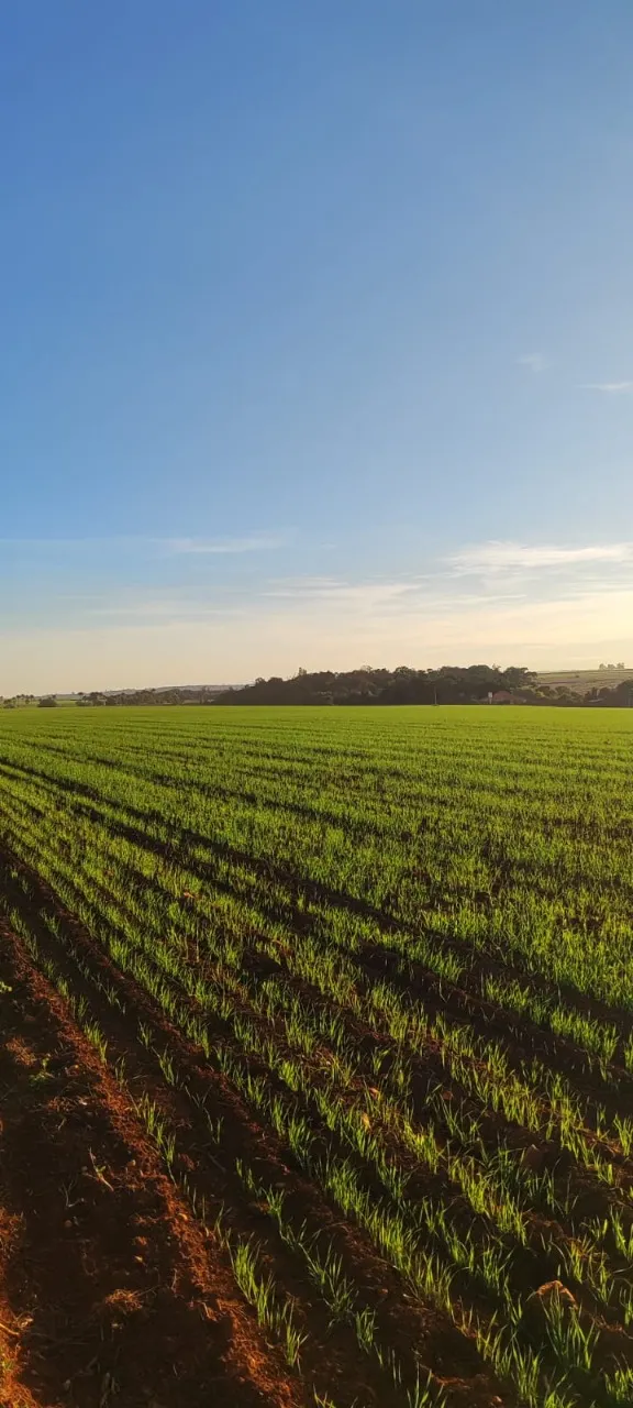 Fazenda à venda de 90 ha em Quadra, SP, Brasil