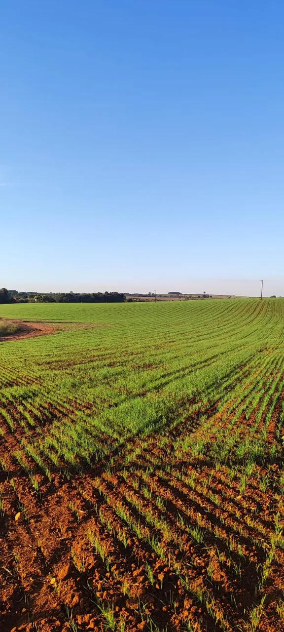 Fazenda à venda de 90 ha em Quadra, SP, Brasil