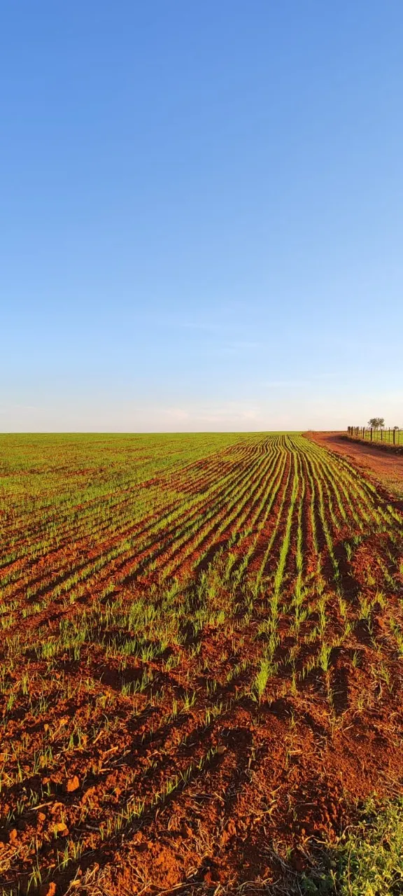 Fazenda à venda de 90 ha em Quadra, SP, Brasil