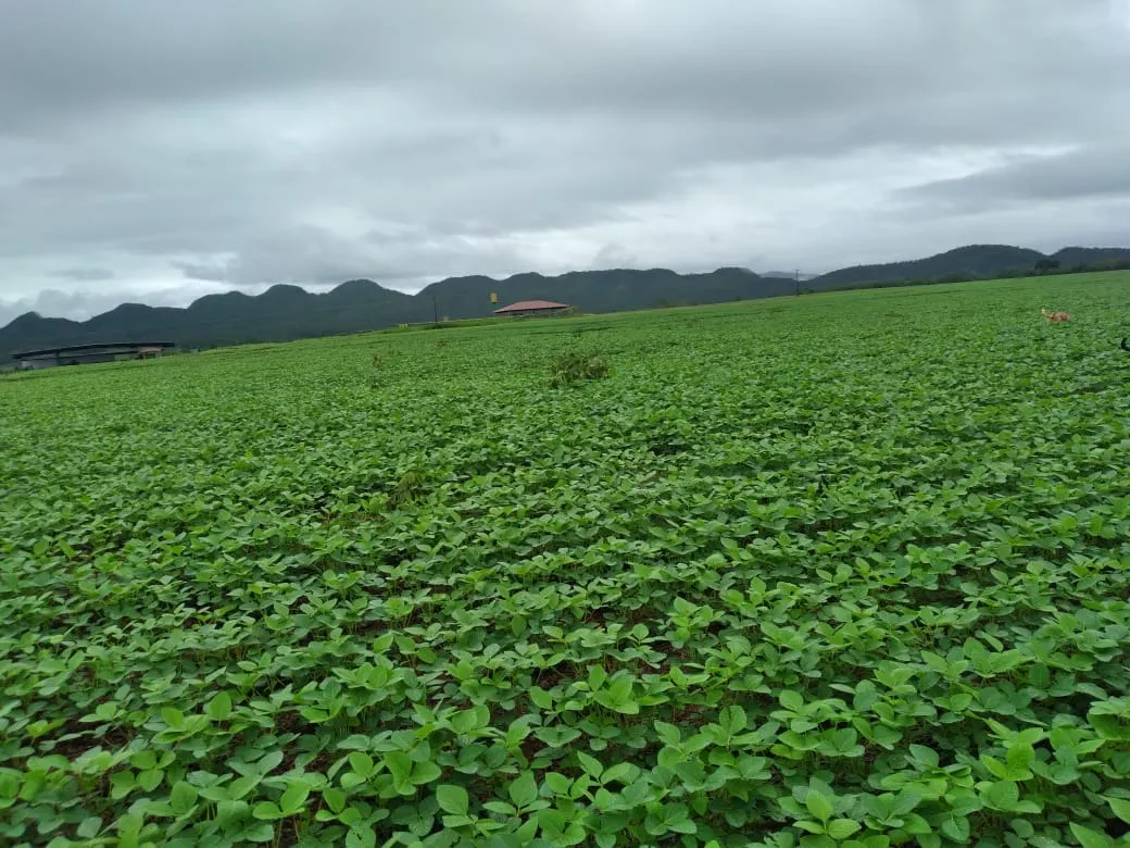 Fazenda à venda de 949 ha em Niquelândia, GO, Brasil