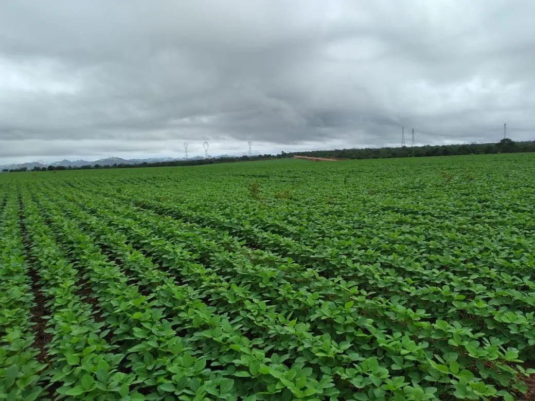 Fazenda à venda de 949 ha em Niquelândia, GO, Brasil