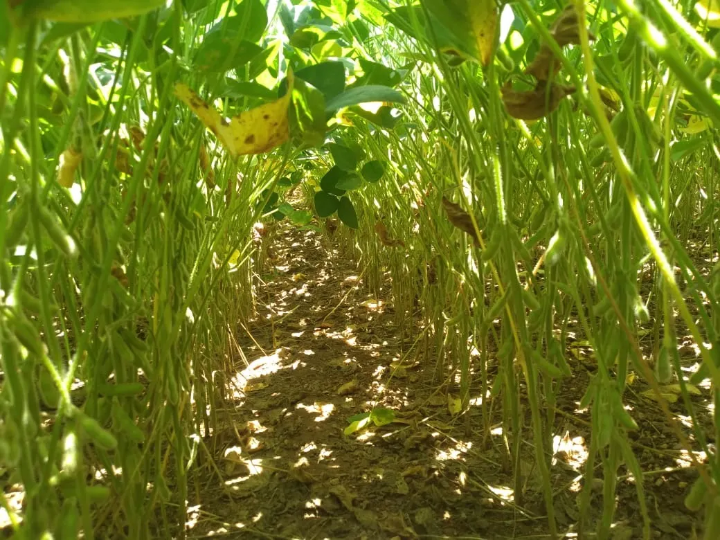Fazenda à venda de 949 ha em Niquelândia, GO, Brasil