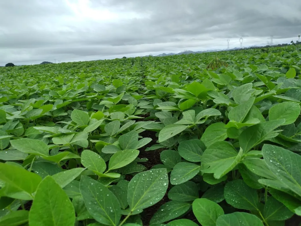 Fazenda à venda de 949 ha em Niquelândia, GO, Brasil