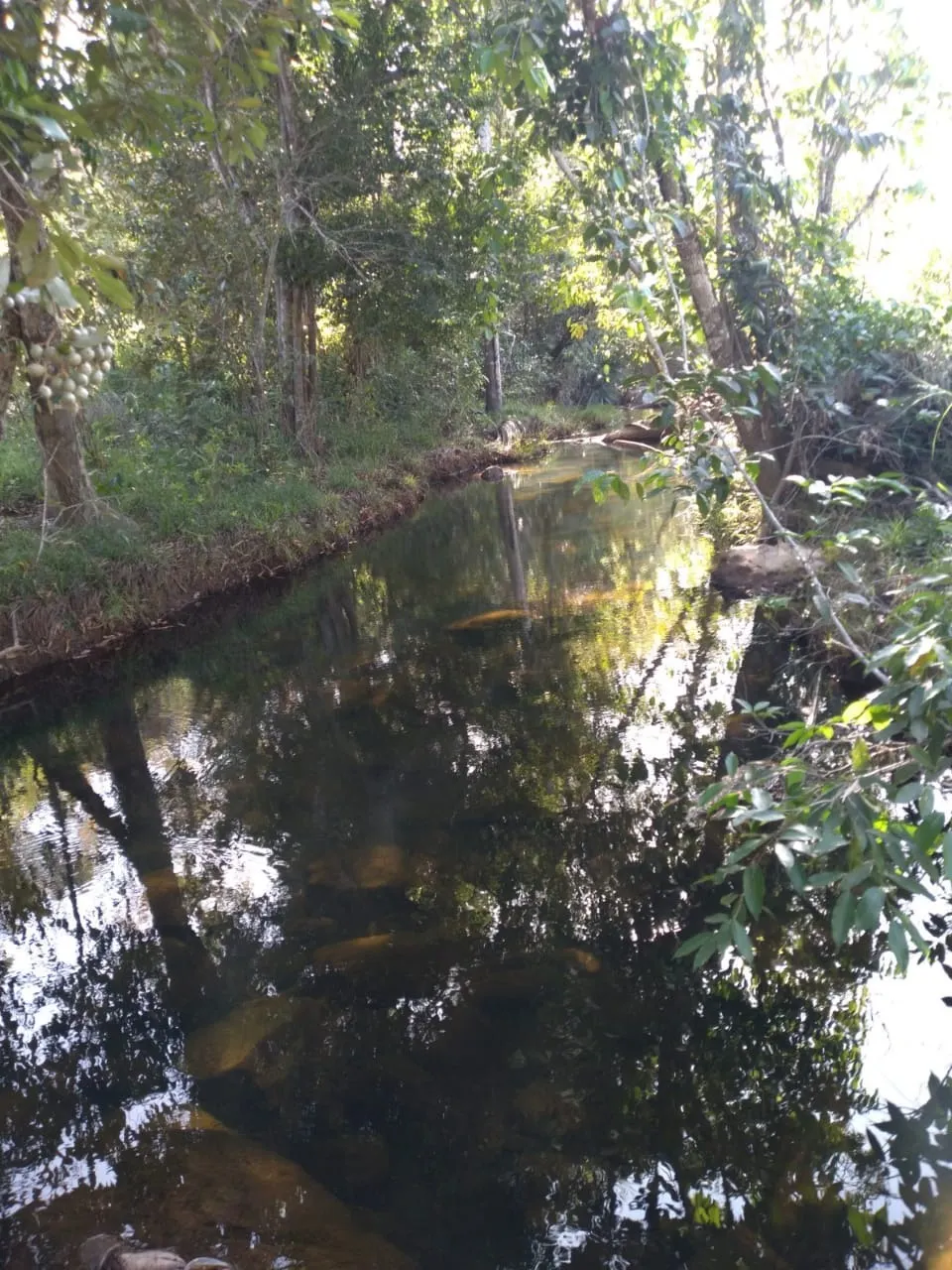Fazenda à venda de 949 ha em Niquelândia, GO, Brasil