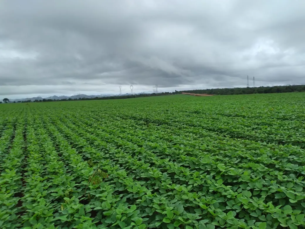 Fazenda à venda de 949 ha em Niquelândia, GO, Brasil