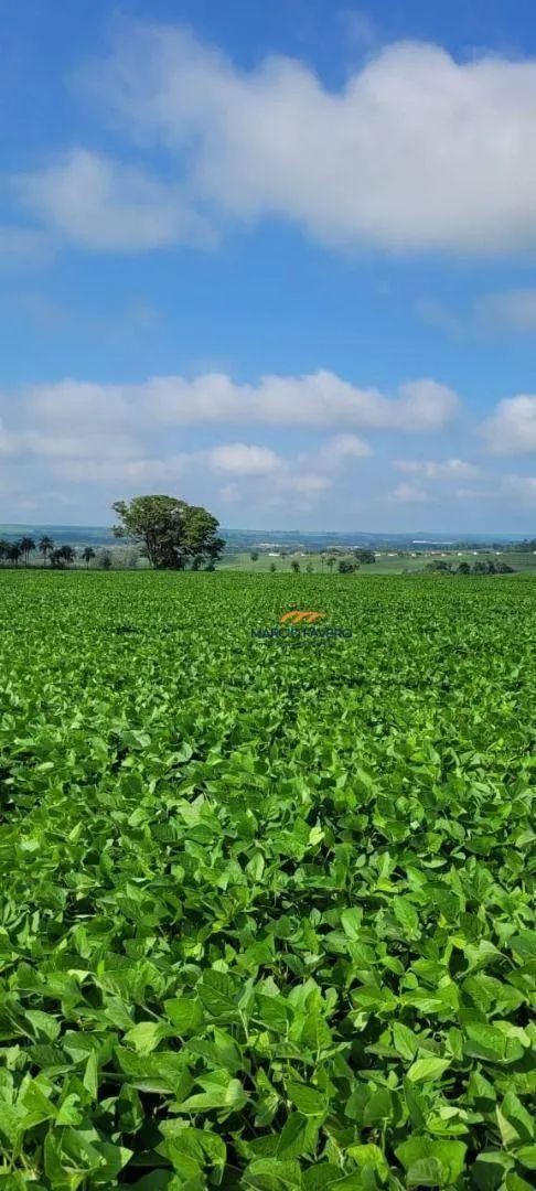 Fazenda à venda de 136 ha em Casa Branca, SP, Brasil