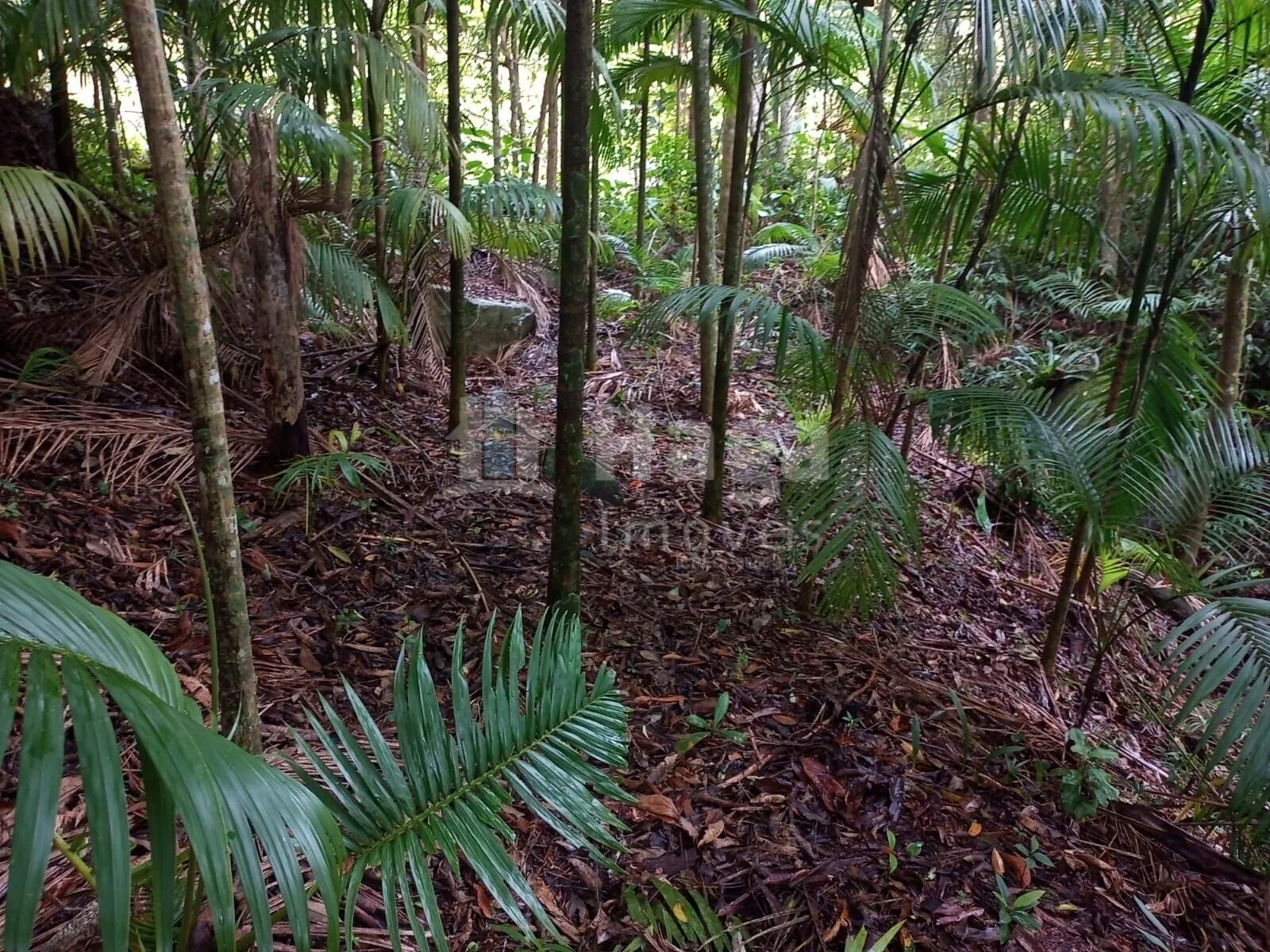 Chácara à venda de 4.000 m² em Nova Trento, SC, Brasil