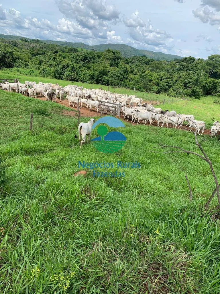 Fazenda à venda de 1.210 ha em Campinaçu, GO, Brasil