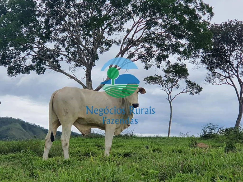 Fazenda à venda de 1.210 ha em Campinaçu, GO, Brasil