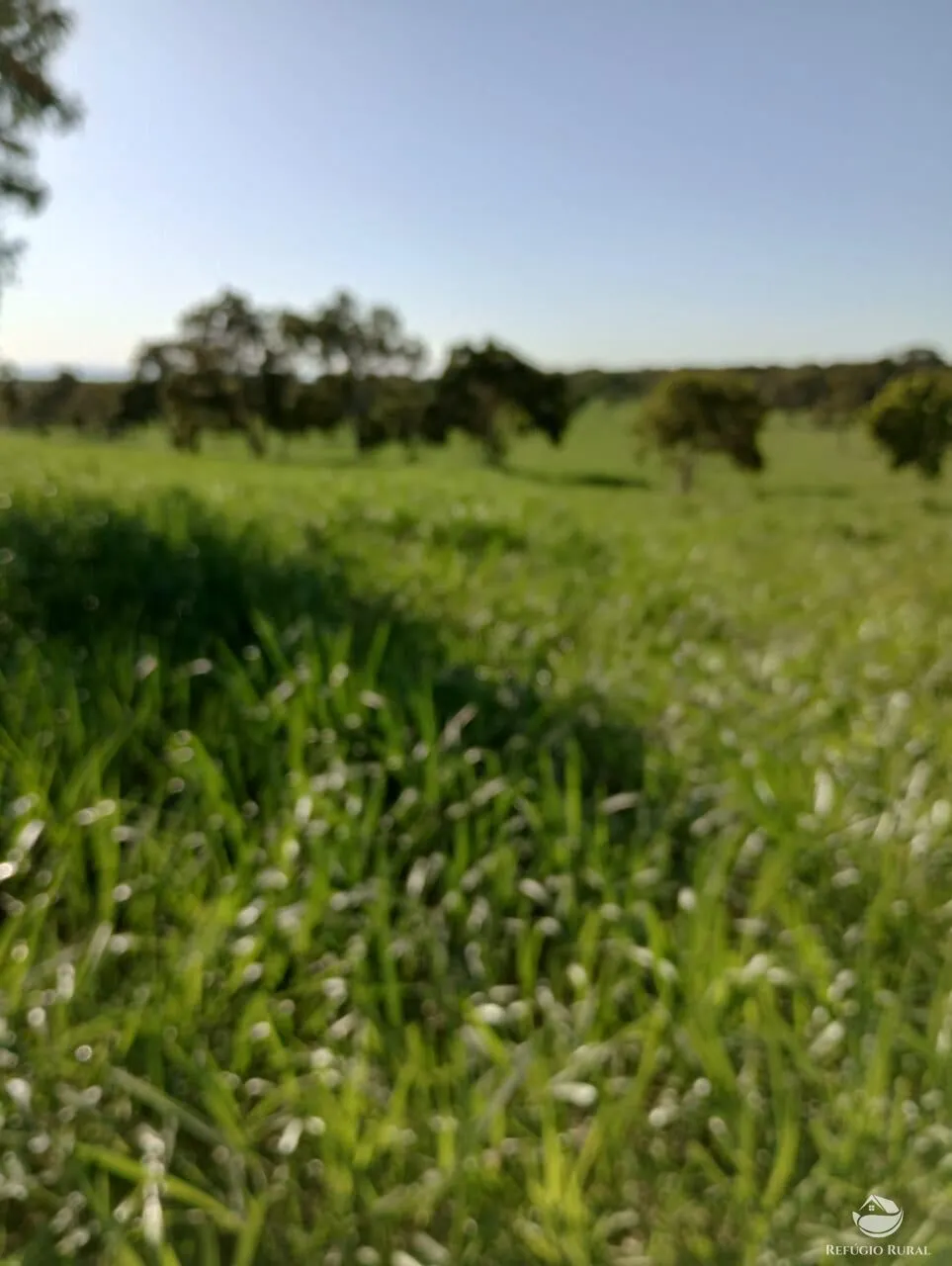 Fazenda à venda de 850 ha em Rio Negro, MS, Brasil