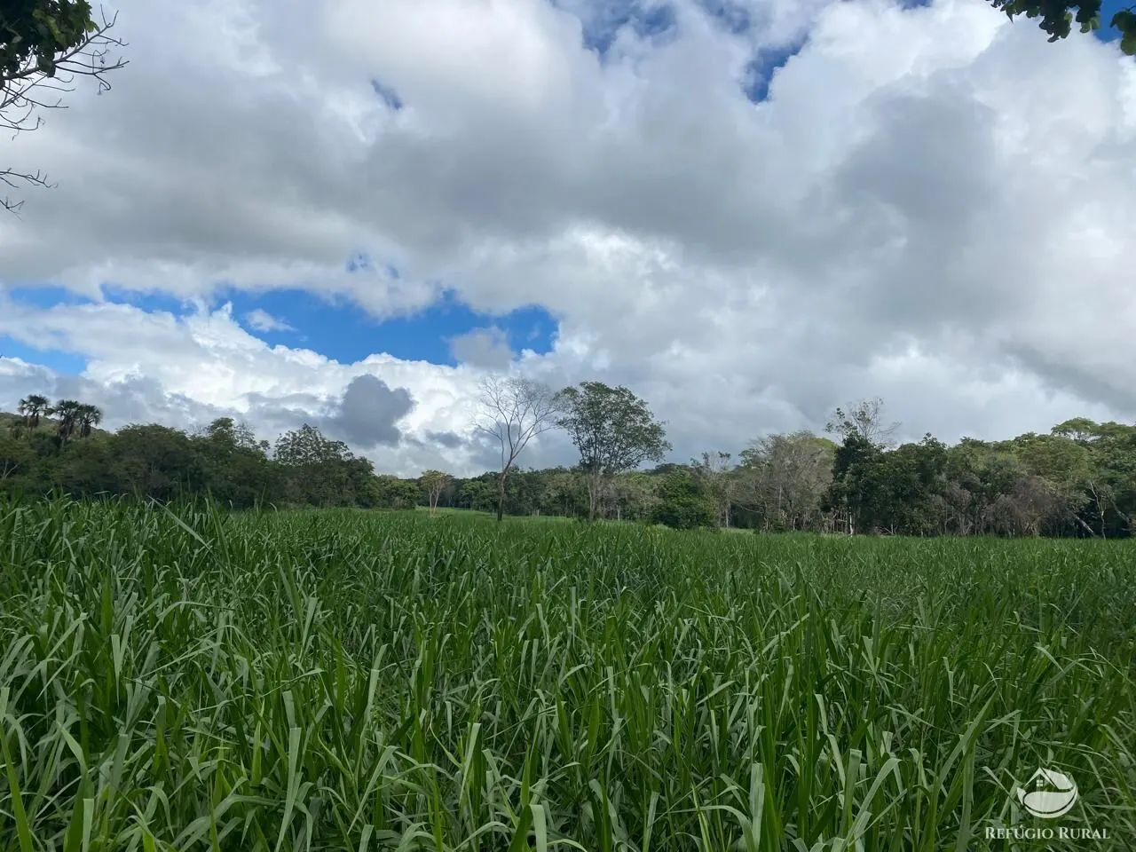Fazenda à venda de 850 ha em Rio Negro, MS, Brasil
