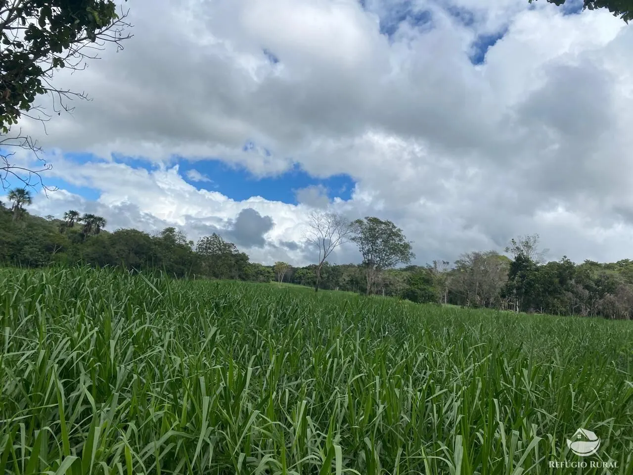Fazenda à venda de 850 ha em Rio Negro, MS, Brasil