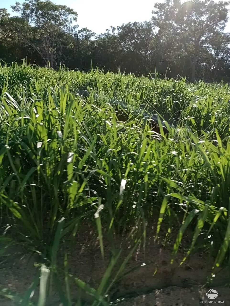 Fazenda à venda de 850 ha em Rio Negro, MS, Brasil