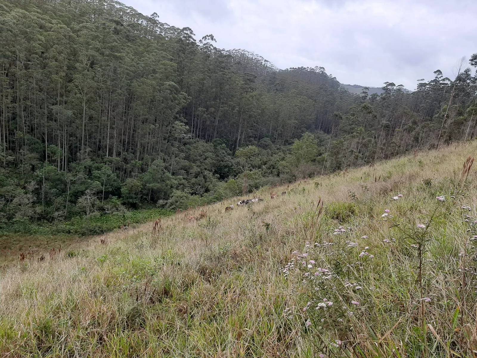 Sítio à venda de 24 ha em São José dos Campos, SP, Brasil