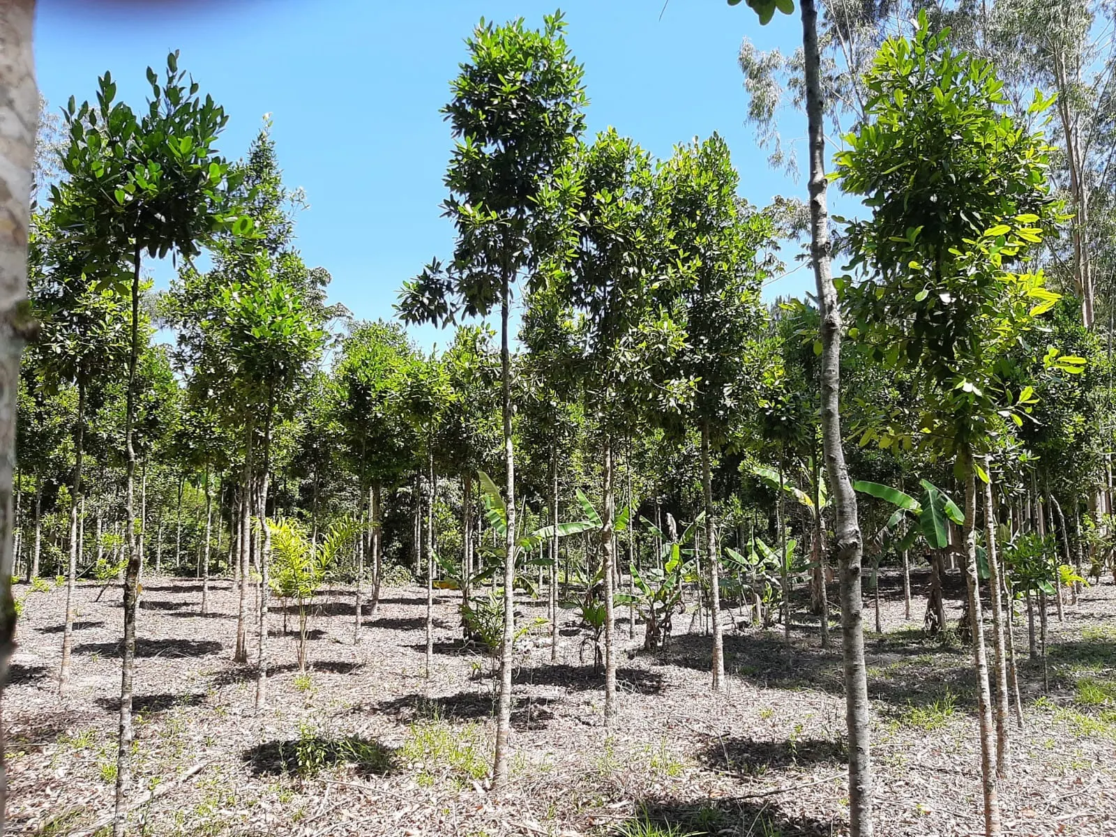 Sítio à venda de 24 ha em São José dos Campos, SP, Brasil