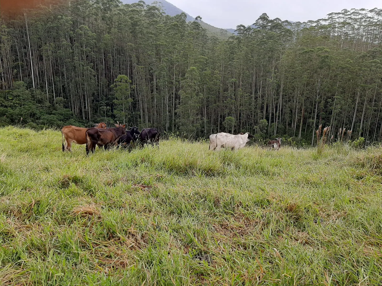 Sítio à venda de 24 ha em São José dos Campos, SP, Brasil