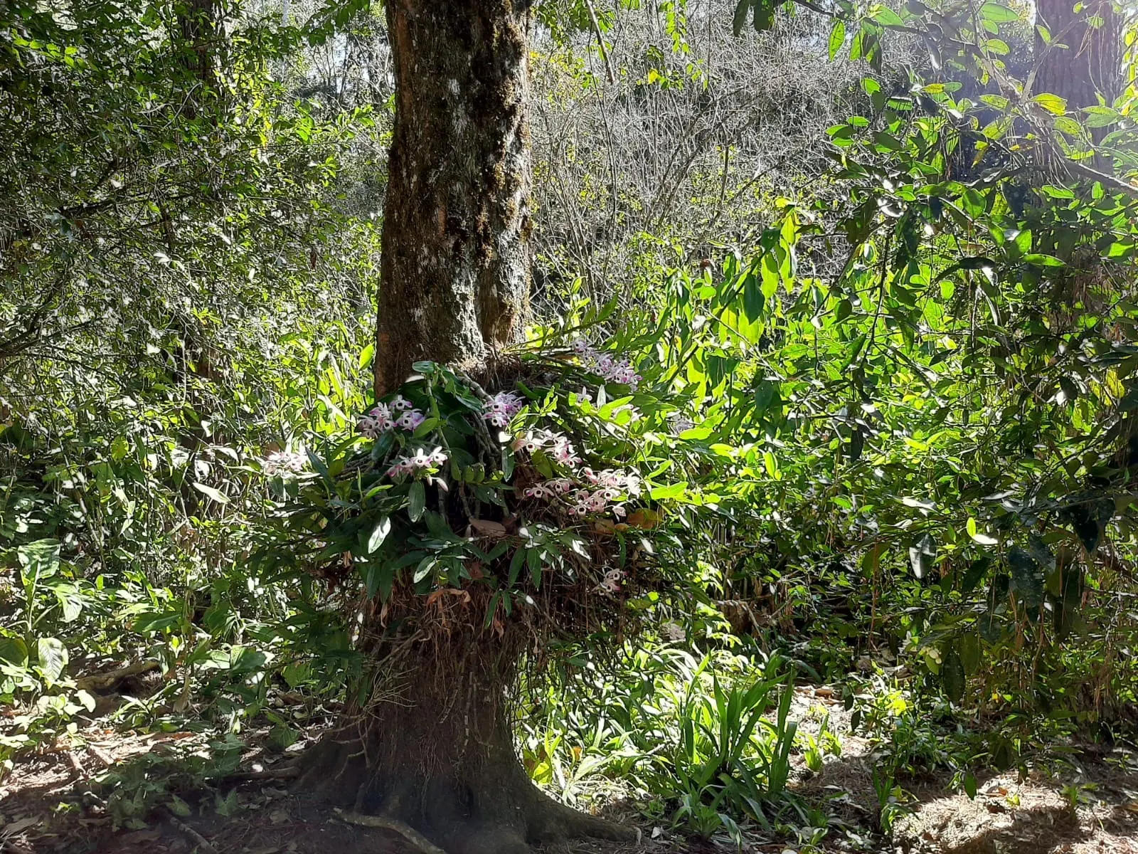 Sítio à venda de 24 ha em São José dos Campos, SP, Brasil