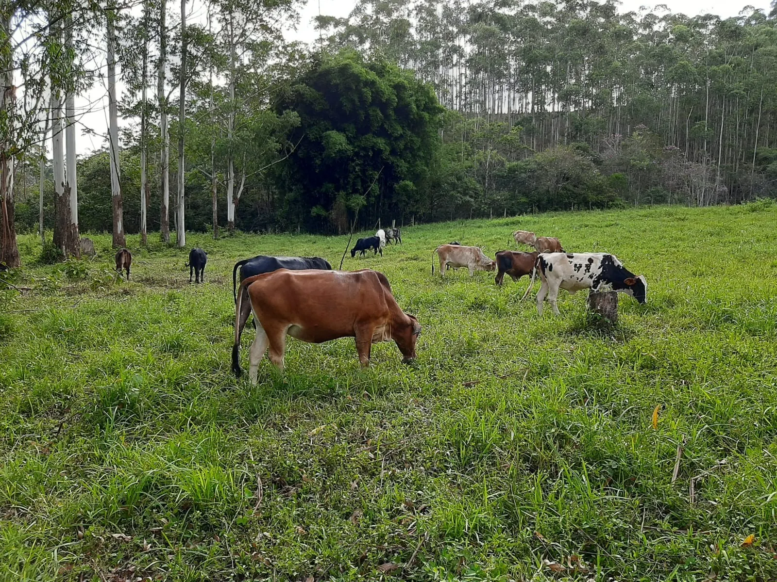 Sítio à venda de 24 ha em São José dos Campos, SP, Brasil