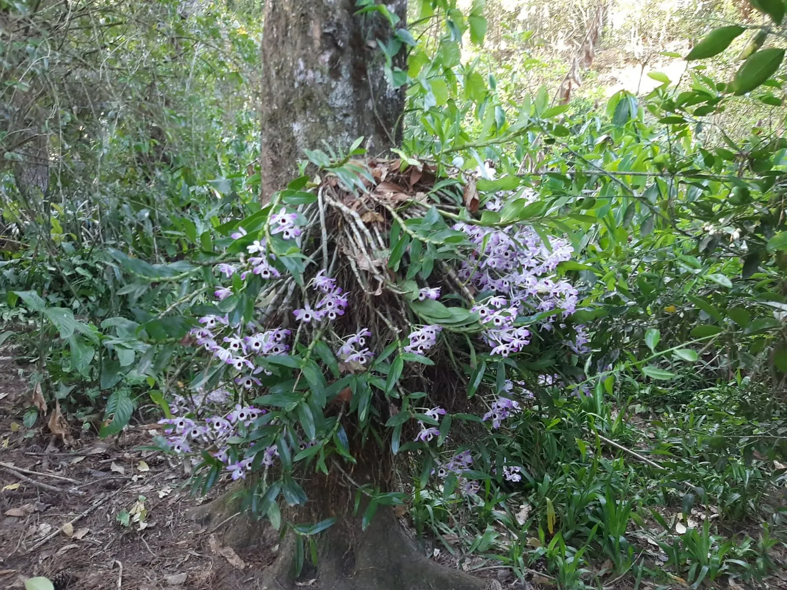 Sítio à venda de 24 ha em São José dos Campos, SP, Brasil