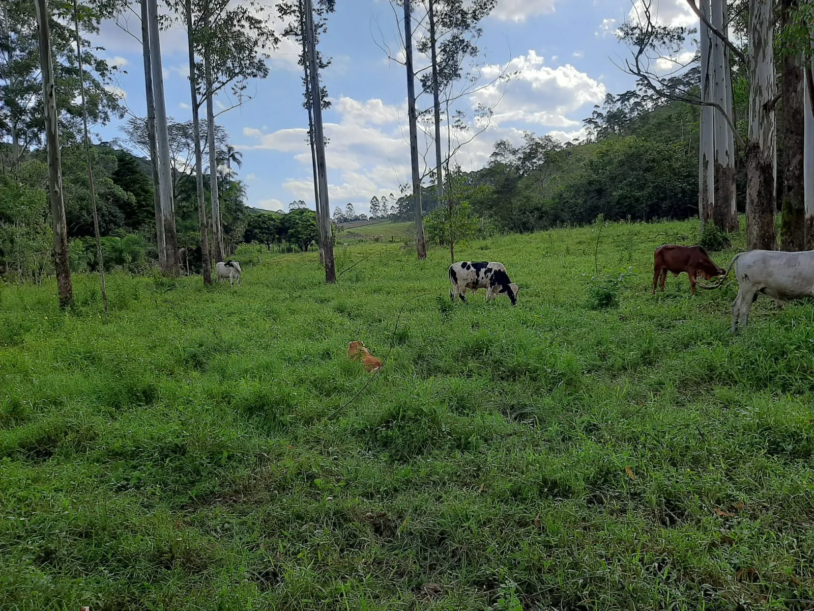Sítio à venda de 24 ha em São José dos Campos, SP, Brasil