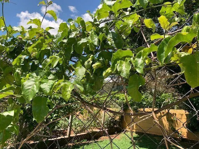 Fazenda à venda de 1.615 ha em Itatiba, SP, Brasil